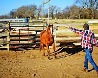 142-horse