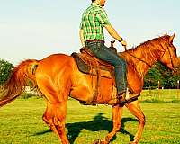 montanza-gelding
