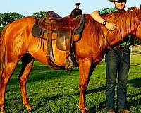 broke-horses-gelding
