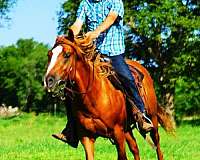 flaxe-gelding