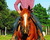 141-gelding