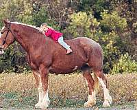 adults-clydesdale-horse