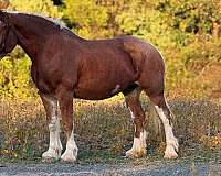 any-level-rider-clydesdale-horse