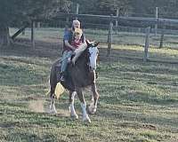 around-clydesdale-horse