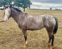 rodeo-pony-poa-pony