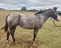 pole-pony-poa-pony