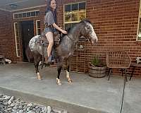 appaloosa-mare