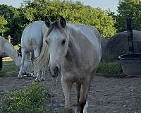 breeding-rocky-mountain-horse