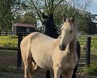 dappled-rocky-mountain-horse