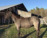 friesian-canadian-horse