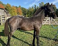 blue-roan-canadian-horse
