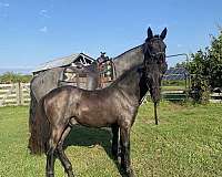 friendly-canadian-horse