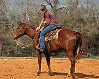 all-around-paint-horse