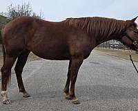 athletic-paint-horse