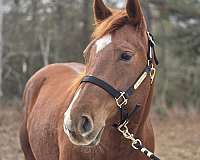 barrel-racing-paint-horse