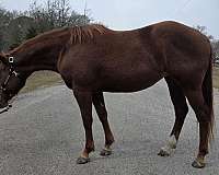 breeding-paint-horse