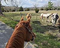 in-hand-trail-paint-horse
