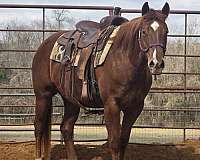 lounge-paint-horse