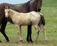 all-around-quarter-horse