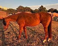 quarter-horse-mare