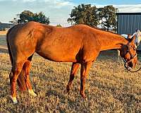 quarter-horse-for-sale
