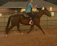 quarter-horse