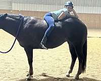 beginner-quarter-horse