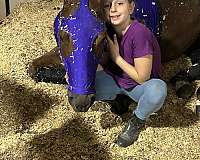 husband-safe-quarter-horse