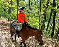 kid-safe-quarter-horse