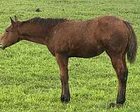 steer-wrestli-horse