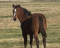 doc-o-dynamite-filly