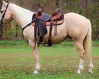 all-around-quarter-horse