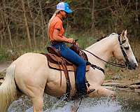 athletic-quarter-horse