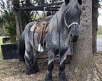 palomino-gold-body-white-socks-horse