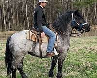 palomino-athletic-ridden-western-horse