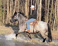 athletic-ridden-western-gelding