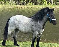 athletic-ridden-western-horse