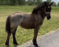 gold-body-white-socks-horse