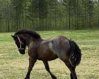 athletic-ridden-western