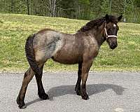 all-quarter-horse