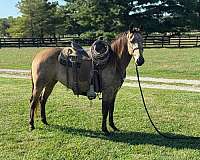 quarter-horse-filly