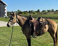 quarter-horse-for-sale