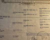 quarter-horse