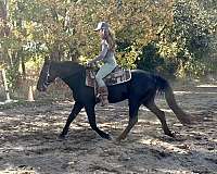 therapy-morgan-horse