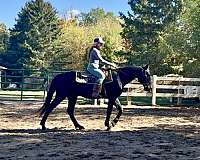 all-around-morgan-horse
