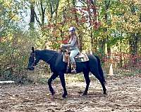athletic-morgan-horse