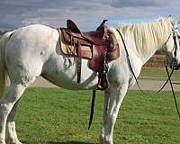 beginner-draft-horse