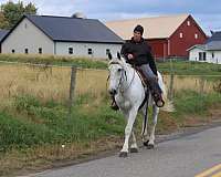 companion-draft-horse