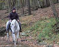 draft-horse