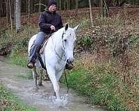 driving-draft-horse